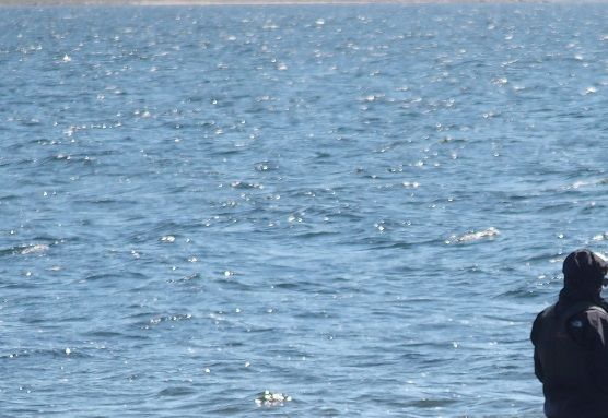Tornehagen Tuse Næs er godt sted at fiske efter hornfisk.
